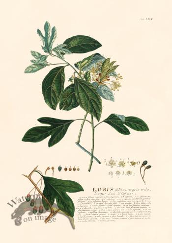 Trew Botanical 70